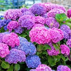 Hydrangea with blooms in pink, purple, and blue