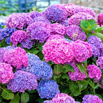 Hydrangea with blooms in pink, purple, and blue