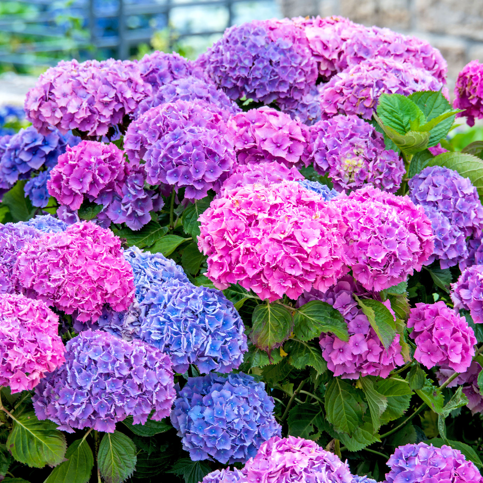 Hydrangea with blooms in pink, purple, and blue