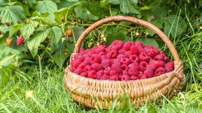 Autumn raspberries in a basket at harvest time