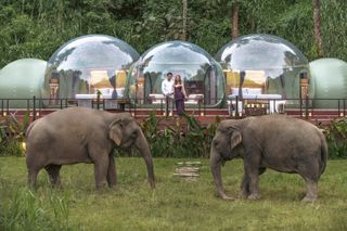 Two elephants with their trunks touching the grass in front of people at the Anantara Golden Triangle Elephant Camp and Resort