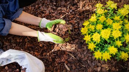 mulching with bark chippings