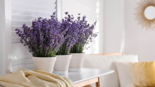 Three lavender plants on a table