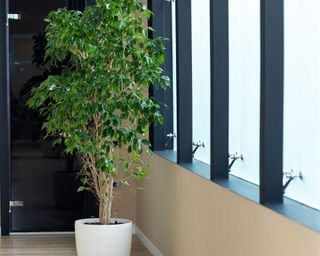 weeping fig, also known as ficus benjamina, grown as an indoor tree