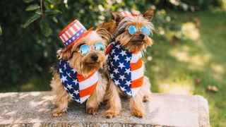 Two dogs dressed in patriotic clothing celebrating 4th of July
