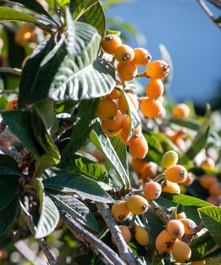 A loquat tree packed with fruits