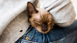 Cat asleep on lap