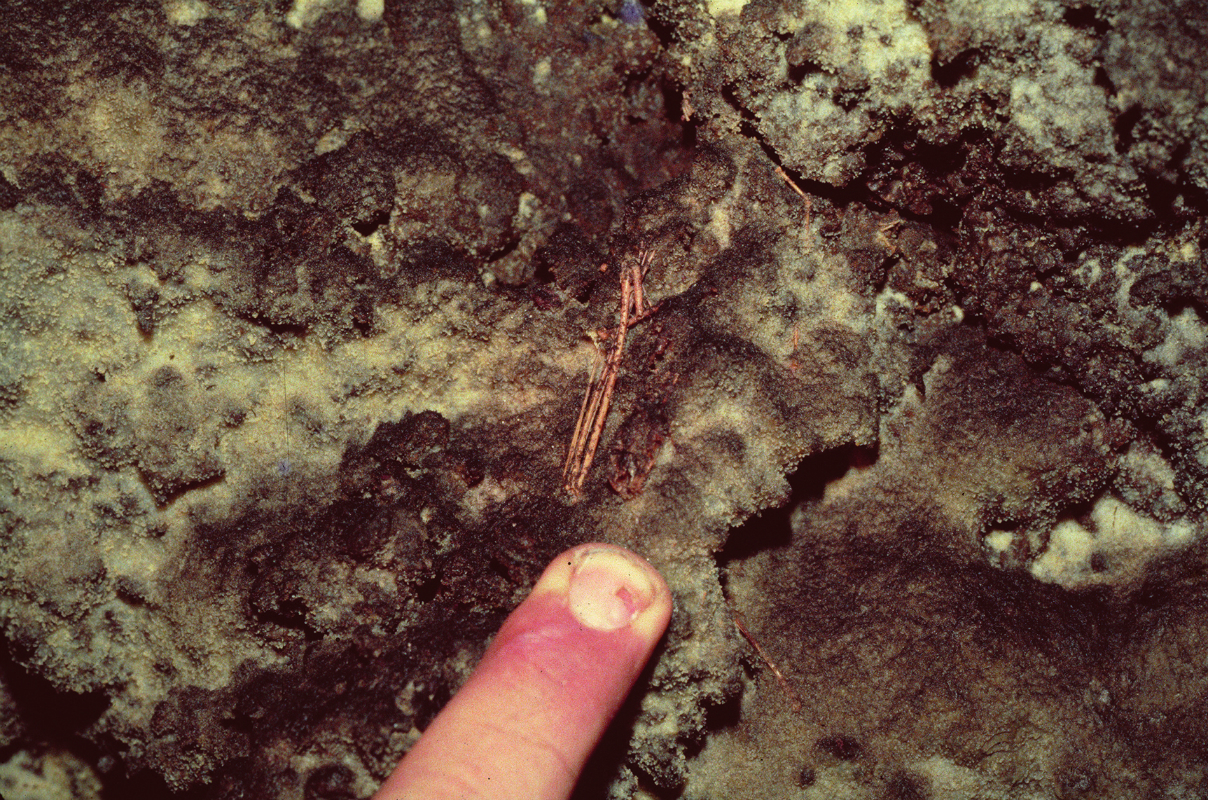 Skeleton of Synemporion keana embedded in secondary mineral crust on the wall near the downslope end of Māhiehie Cave.