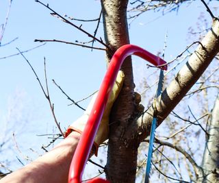 Tree pruning with a saw