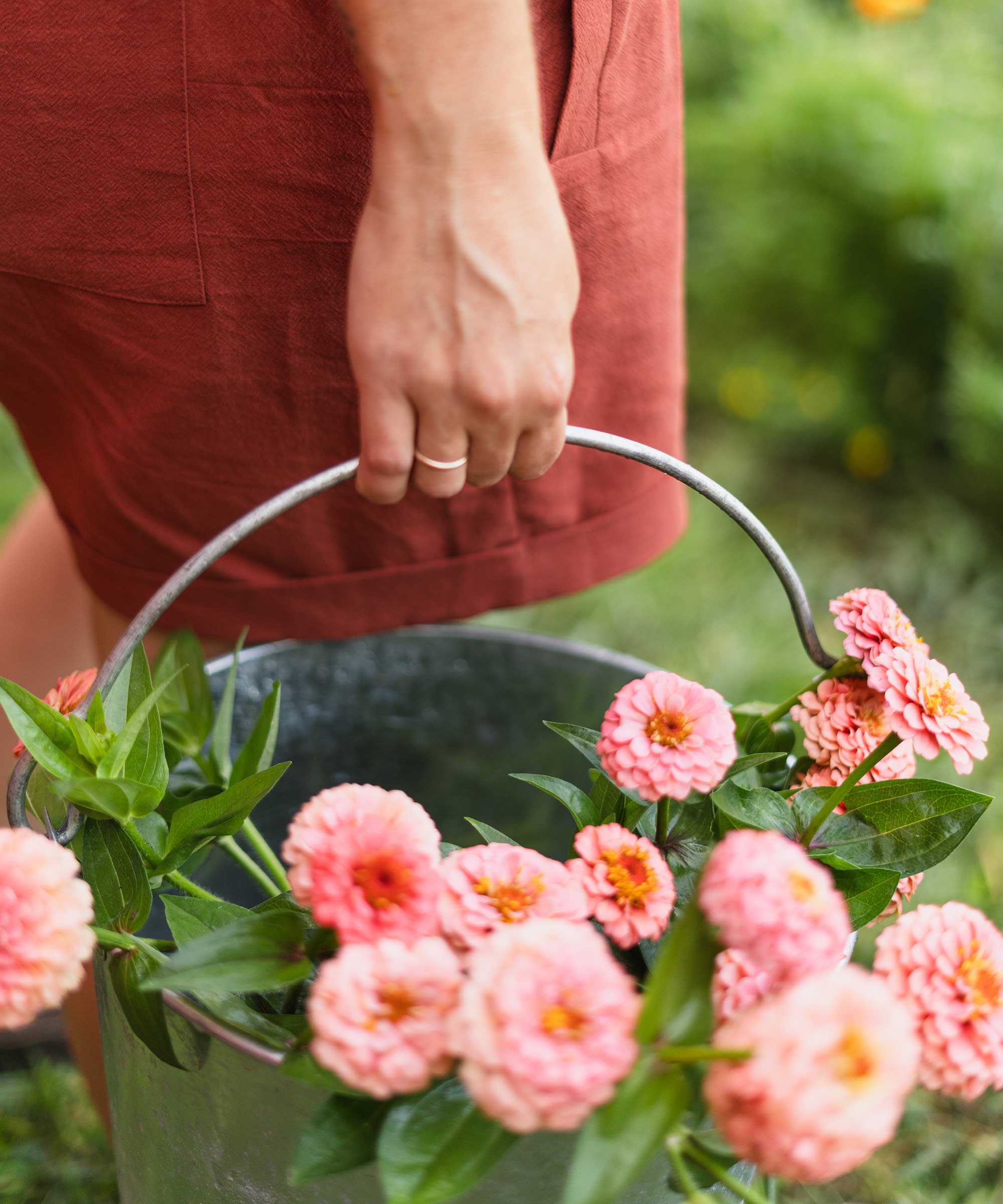 close-up of pink zinnias in metal bucket being carried