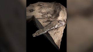 The fossil of Dearc sgiathanach.