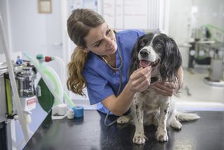 A vet wit a stethoscope around her neck, checking a happy dog.