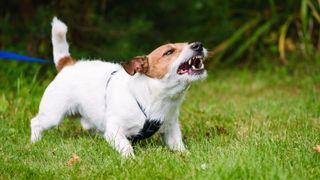 A dog demonstrating aggressive body language