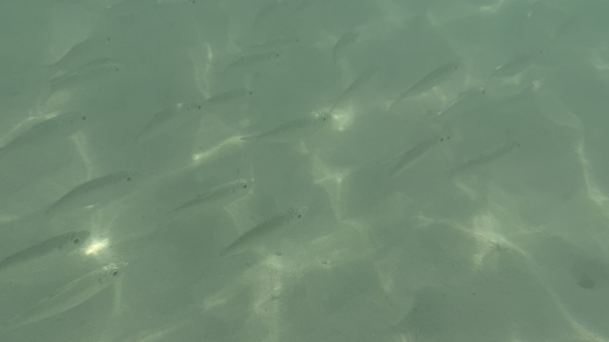 iPhone 16 Pro Max underwater photography