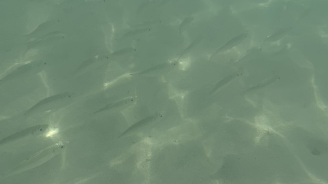 iPhone 16 Pro Max underwater photography