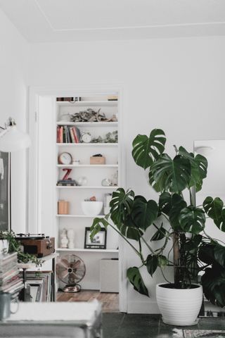 a monstera plant in a white room