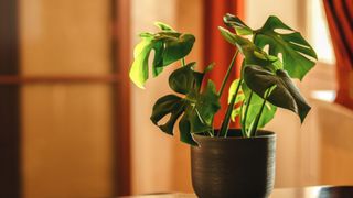 Monstera (Monstera deliciosa) in a grey plant pot against the background of a home interior