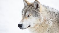 Gray Wolf (Canis lupus) and winter snow