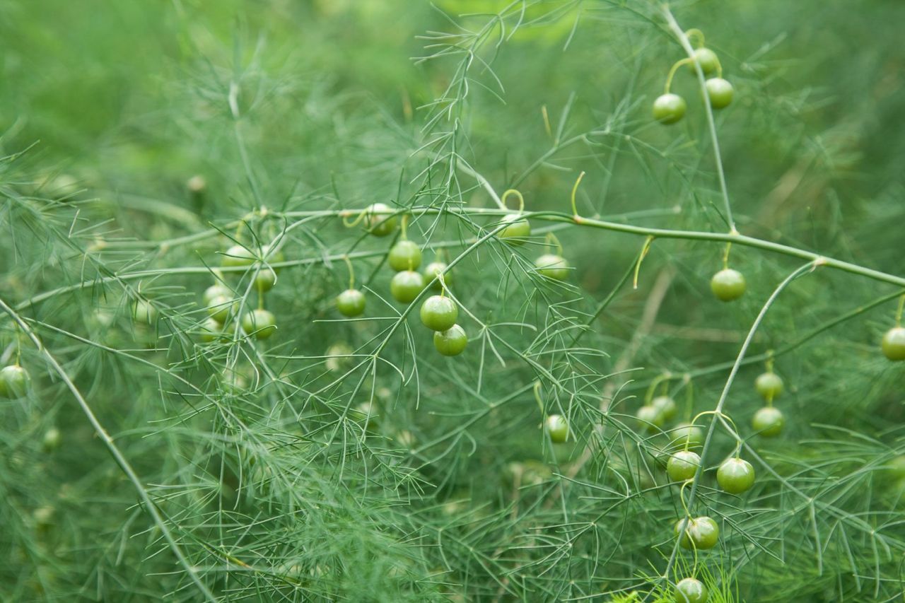 Asparagus Plant Ferning Out