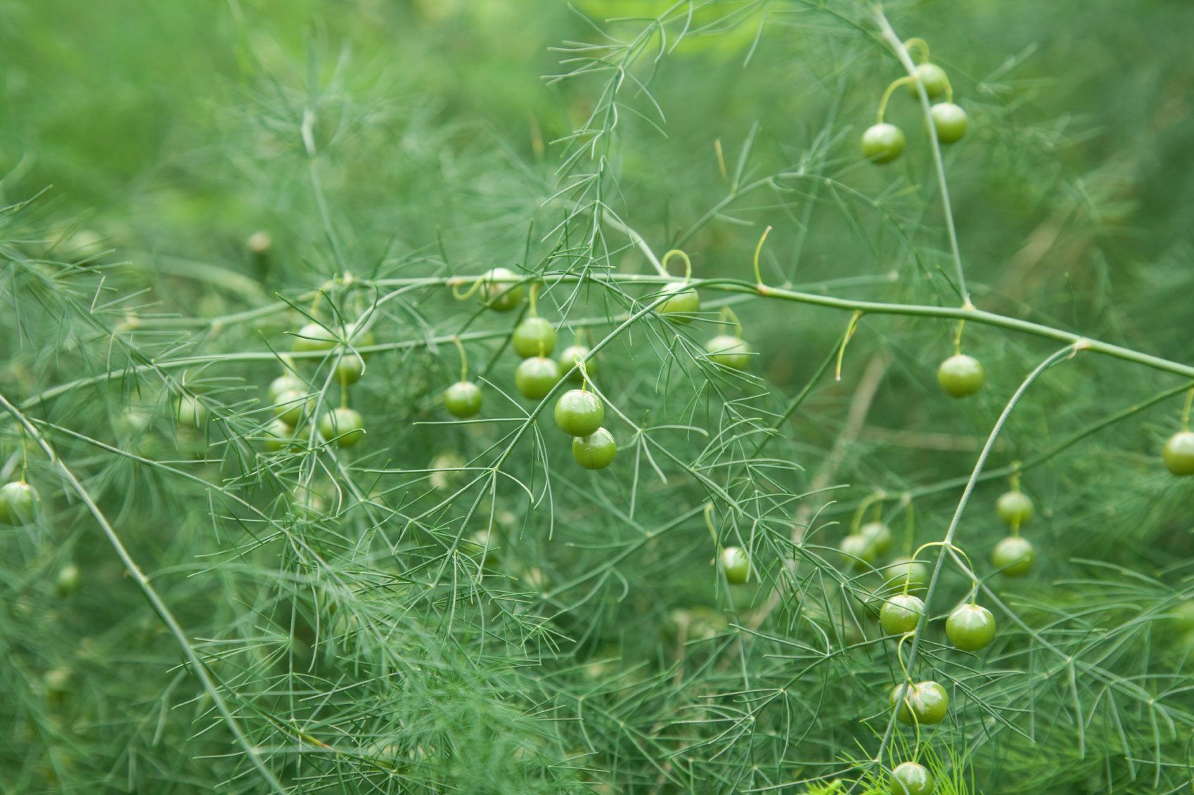 www.gardeningknowhow.com