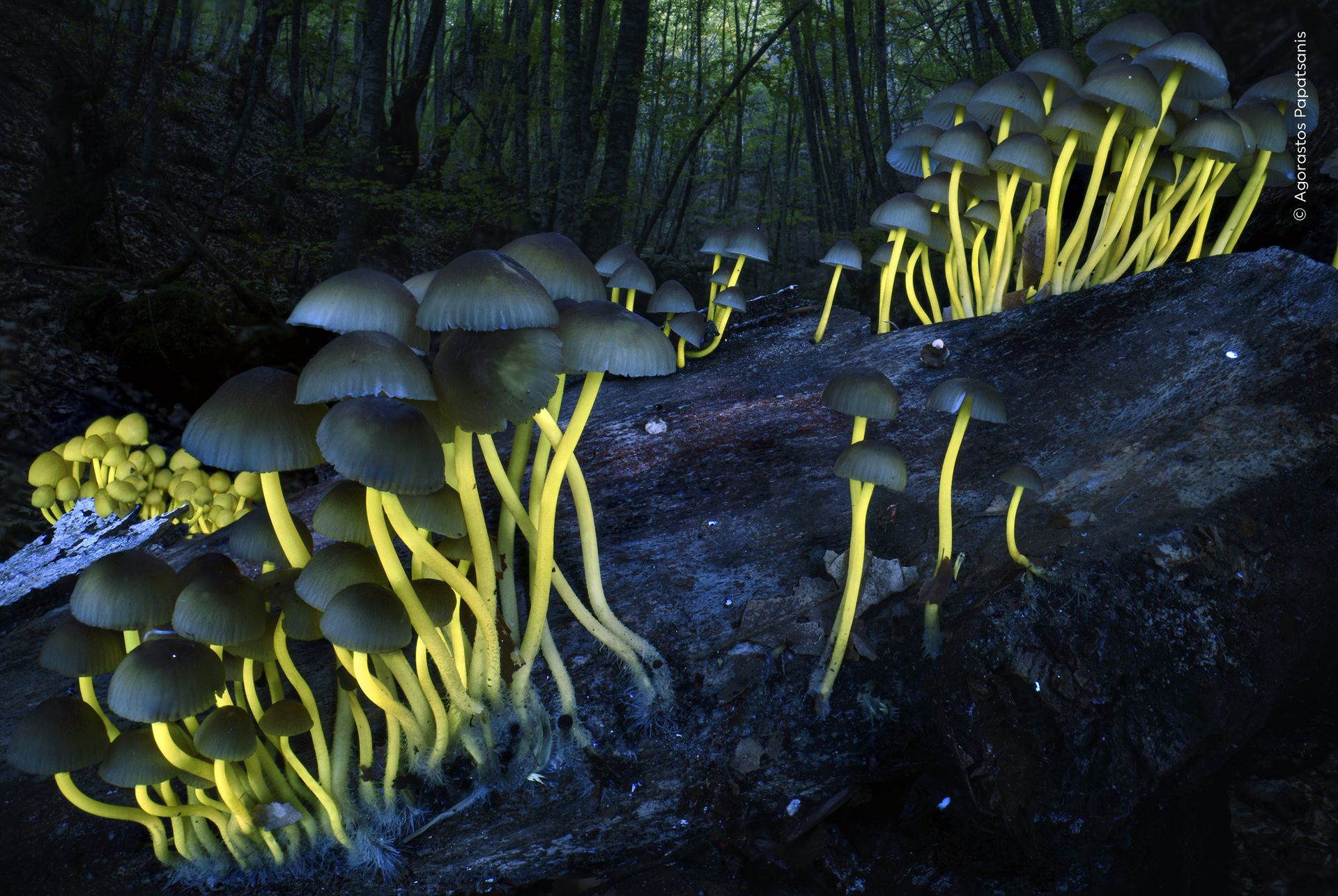 Ultraviolet light revealing the glowing yellow stems of beautiful bonnet mushrooms growing from a decaying log