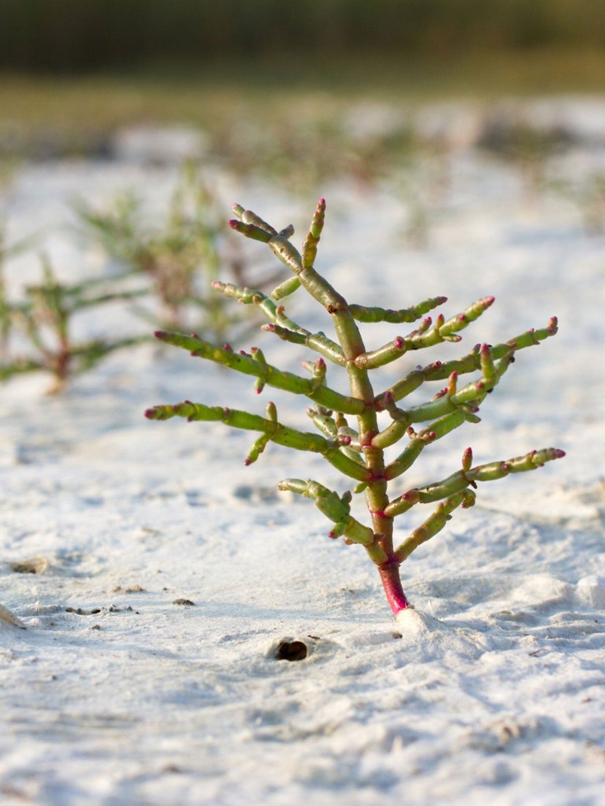 In Ground Succulent Plant