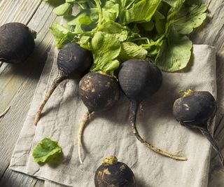 A harvest of black winter radishes on a wooden board