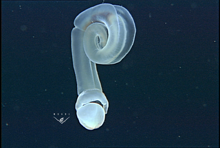 A new species of acorn worm drifts in the current.