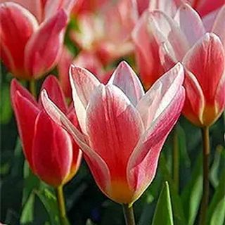 Amazon tulips