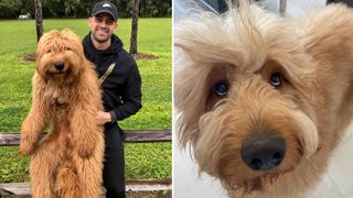 Watch Brodie the Goldendoodle conquer fear of floors in this