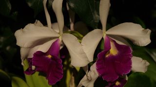 orchids, latin America, orchid evolution