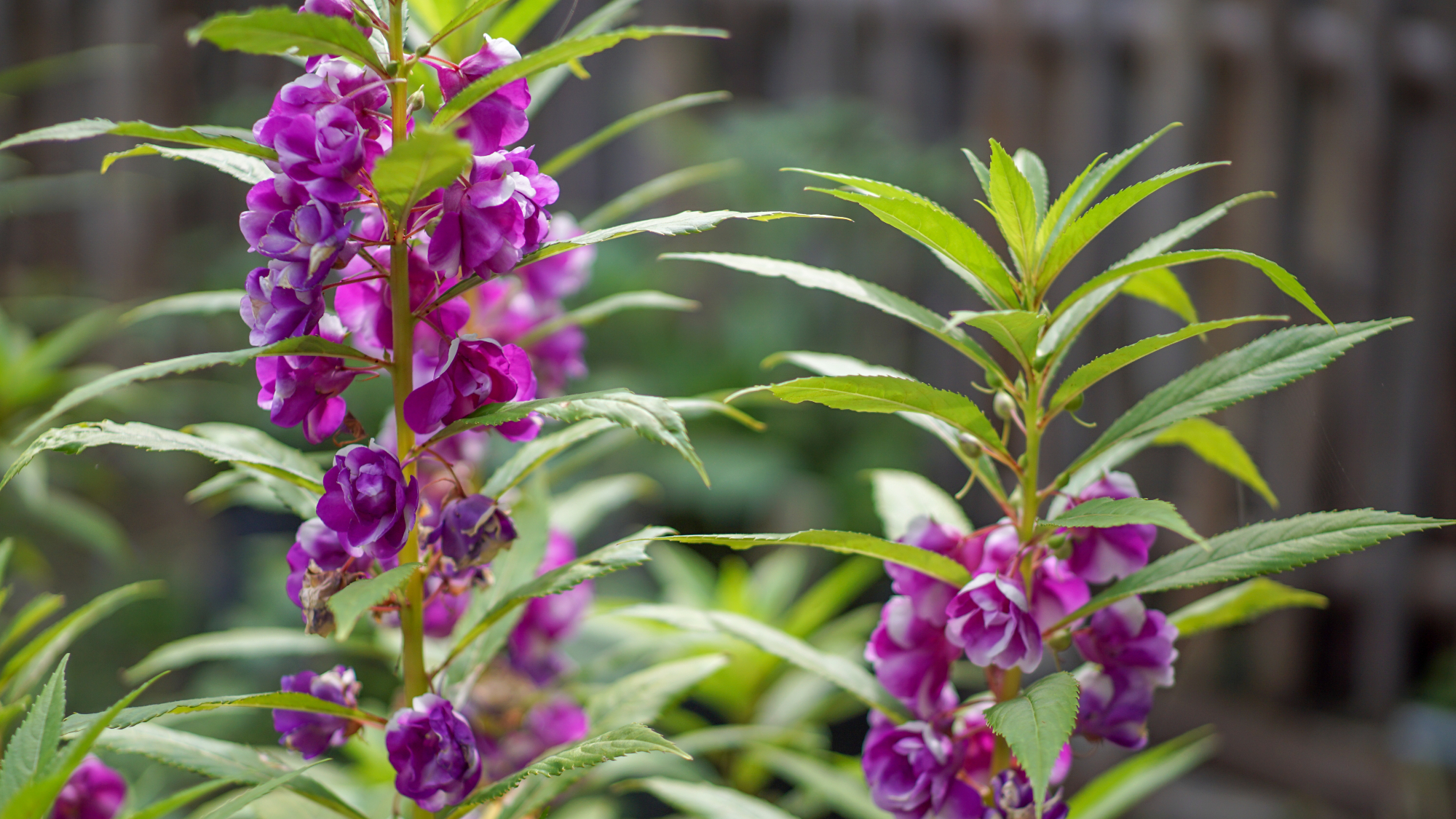 purple balsam flowers in a garden