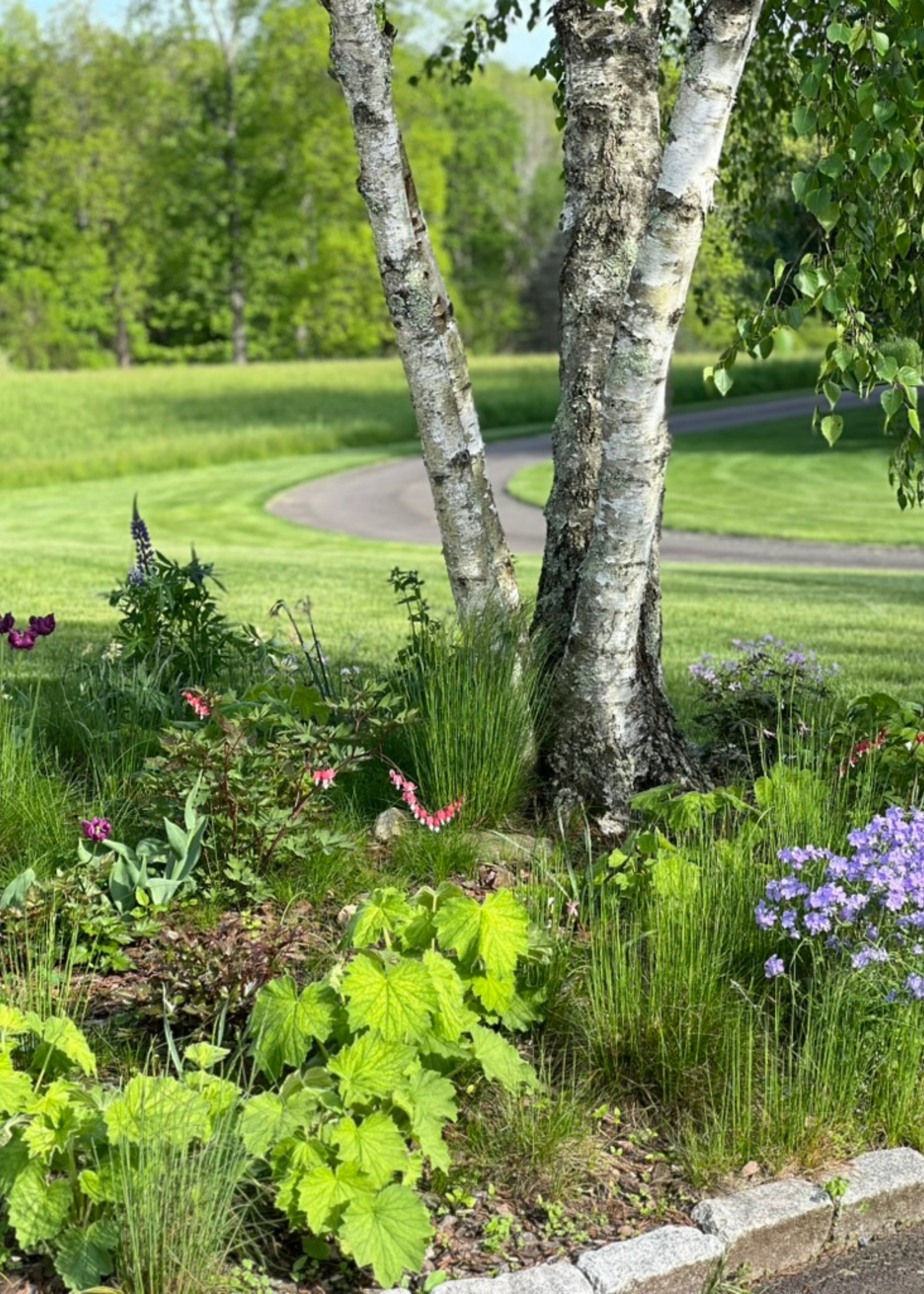 a beautiful wild planted garden with a mix of plants