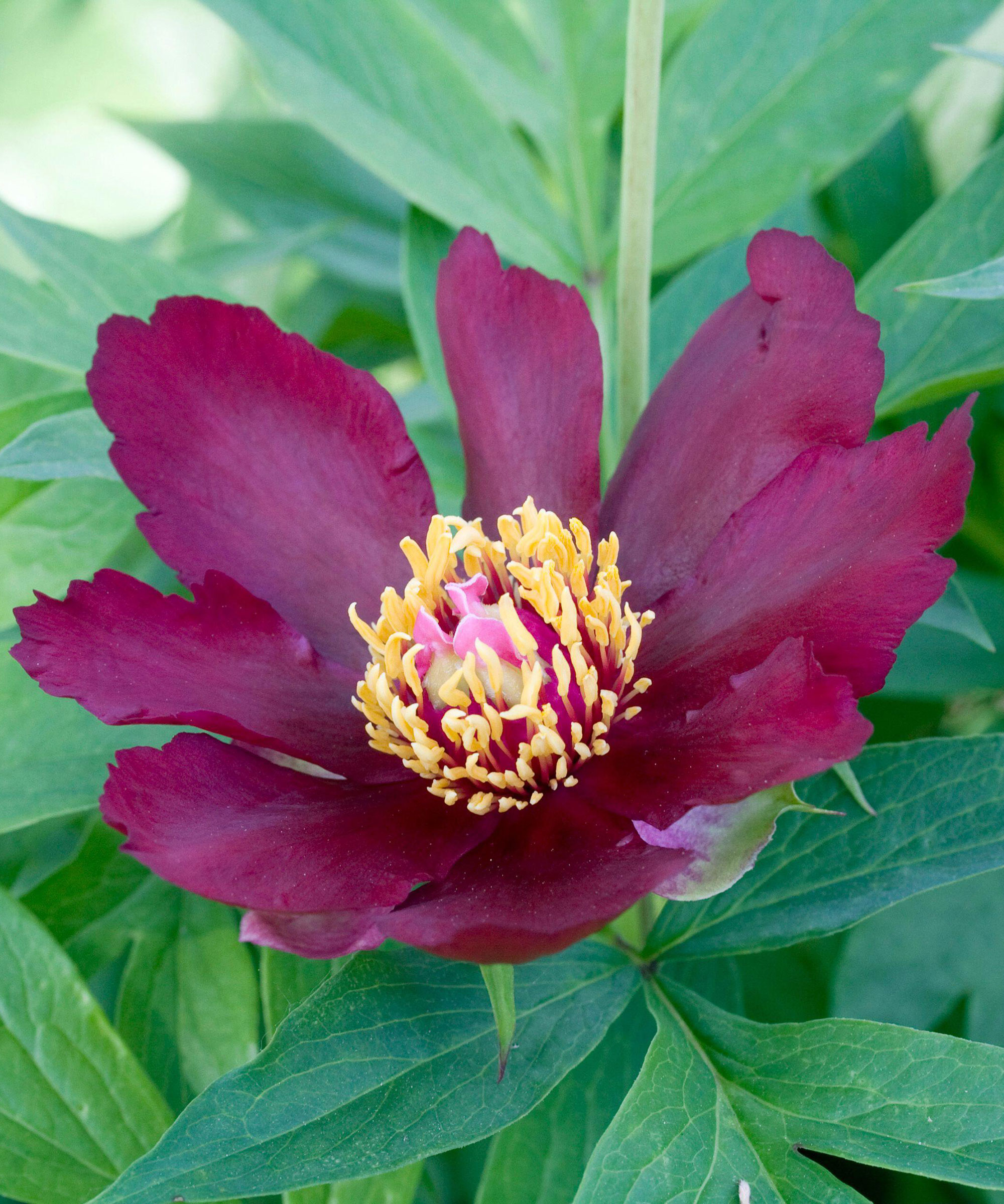 dark red flowers and foliage of peony Lafayette Escadrille