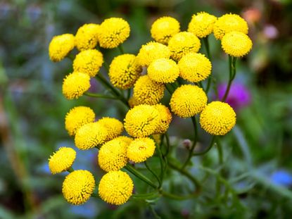 Yellow Puffy Tansy Weeds