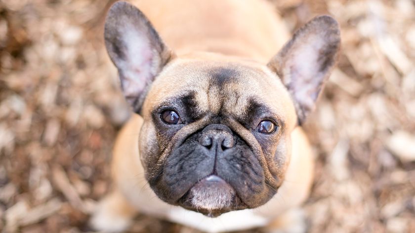 Close up of French Bulldog