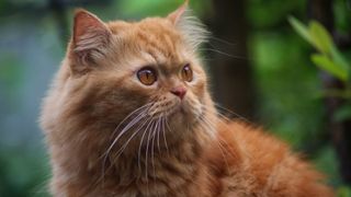 Persian cat sitting outside