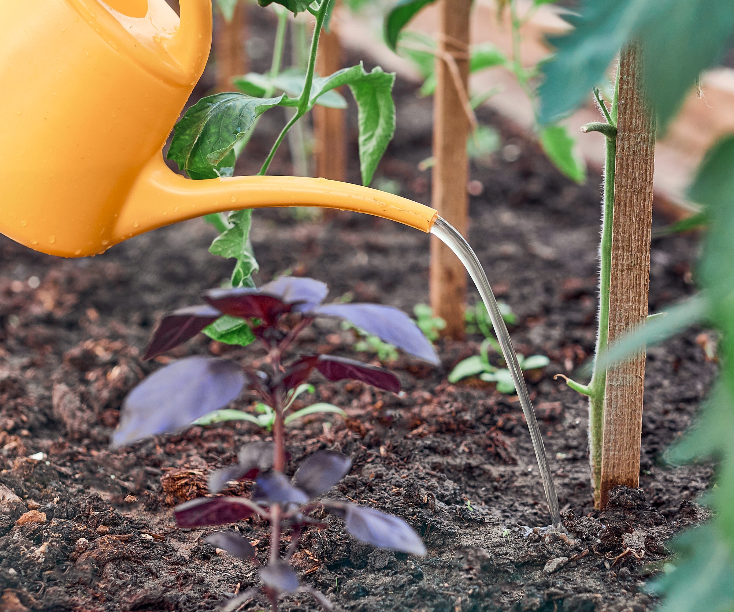 watering plants with orange peel tea