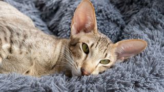 Oriental shorthair cat lying on blanket