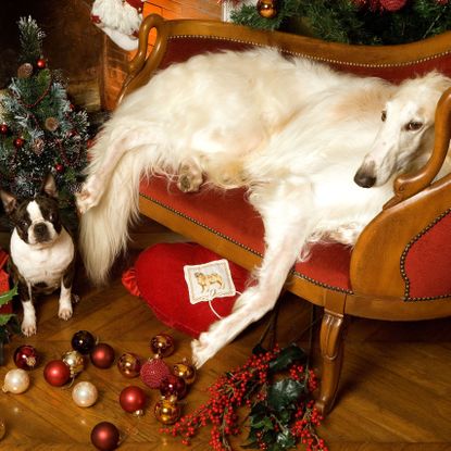 dogs at christmas