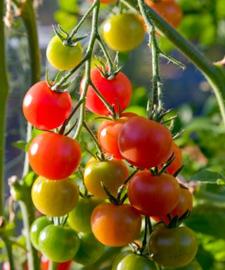 Gardeners Delight tomatoes in various stages of ripening