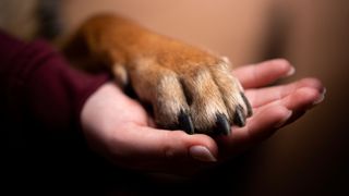 paw on an open palm