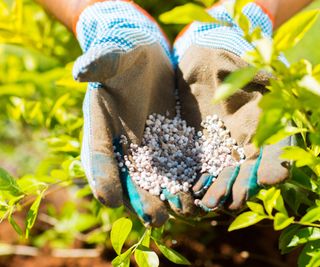 Hands applying fertilizer to plants