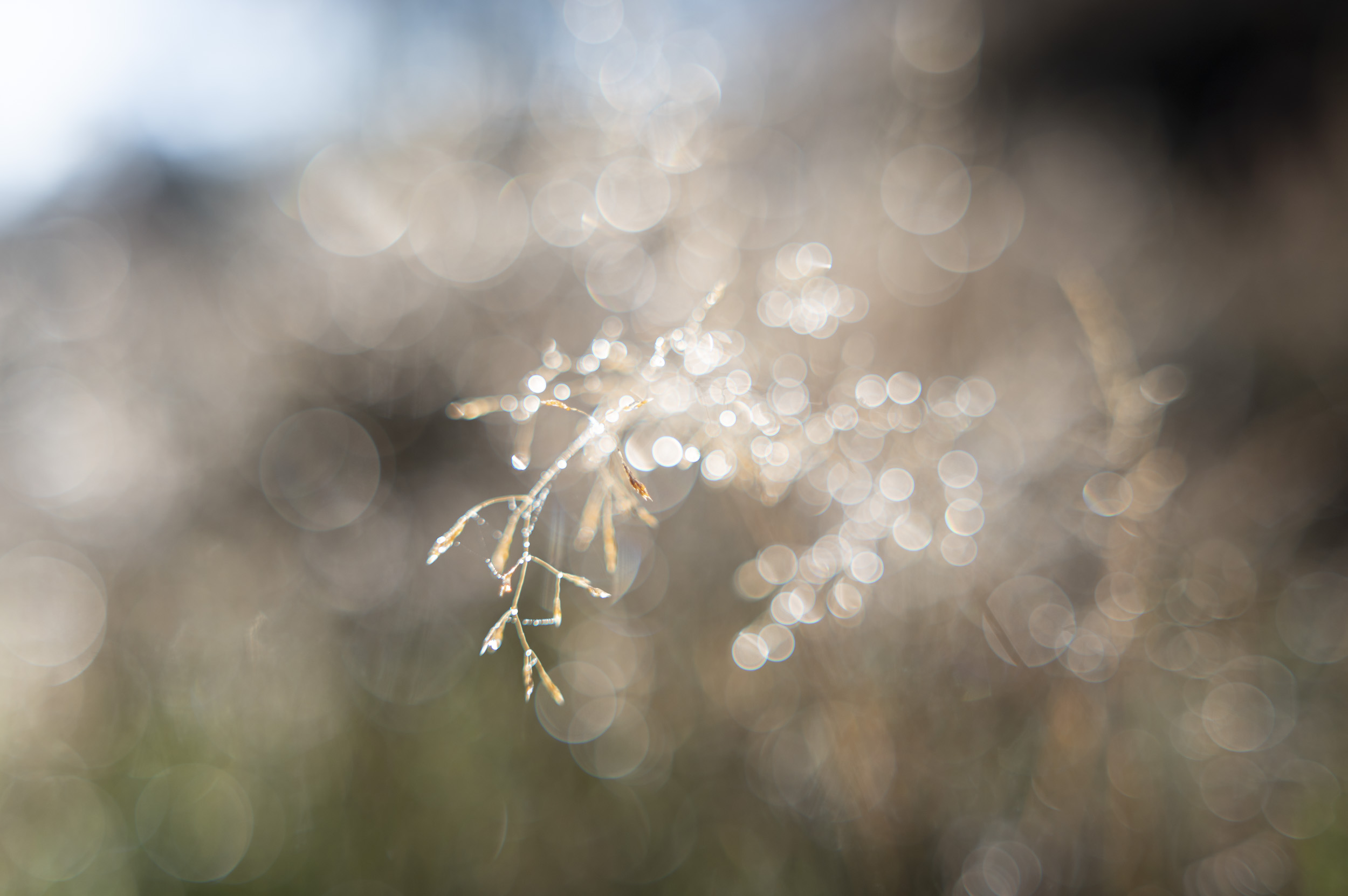 Tips of grasshead covered in dew, taken with the Nikon Z 50mm f/1.4 lens