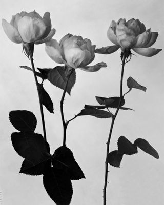 Black and white photo of three roses.