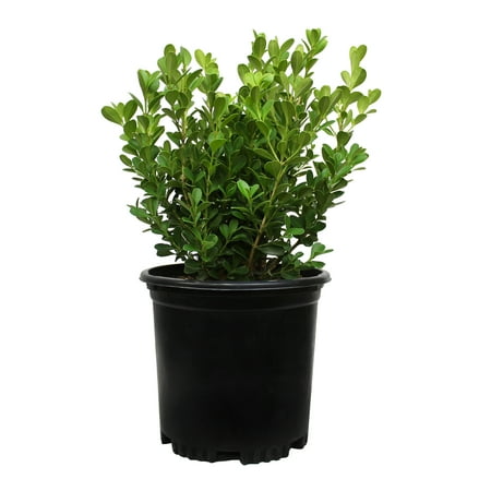 Altman Plants Japanese Boxwood Foundation/hedge Shrub in 2.5-Quart Pot