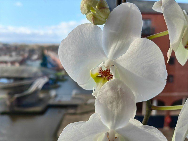 P50 Pro Photo Sample