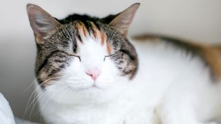 A cat with its eyes closed