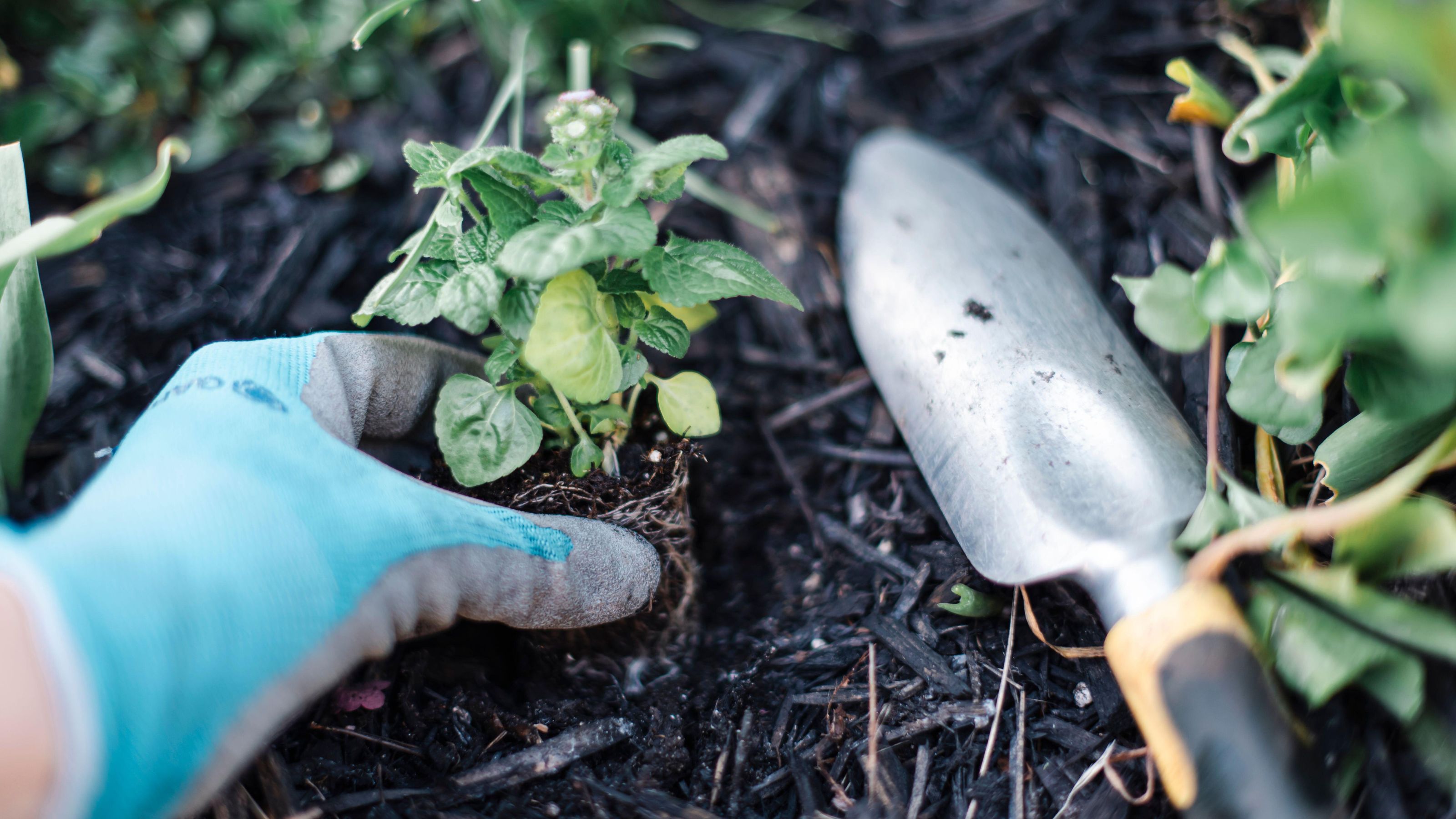 gardening glove in soil