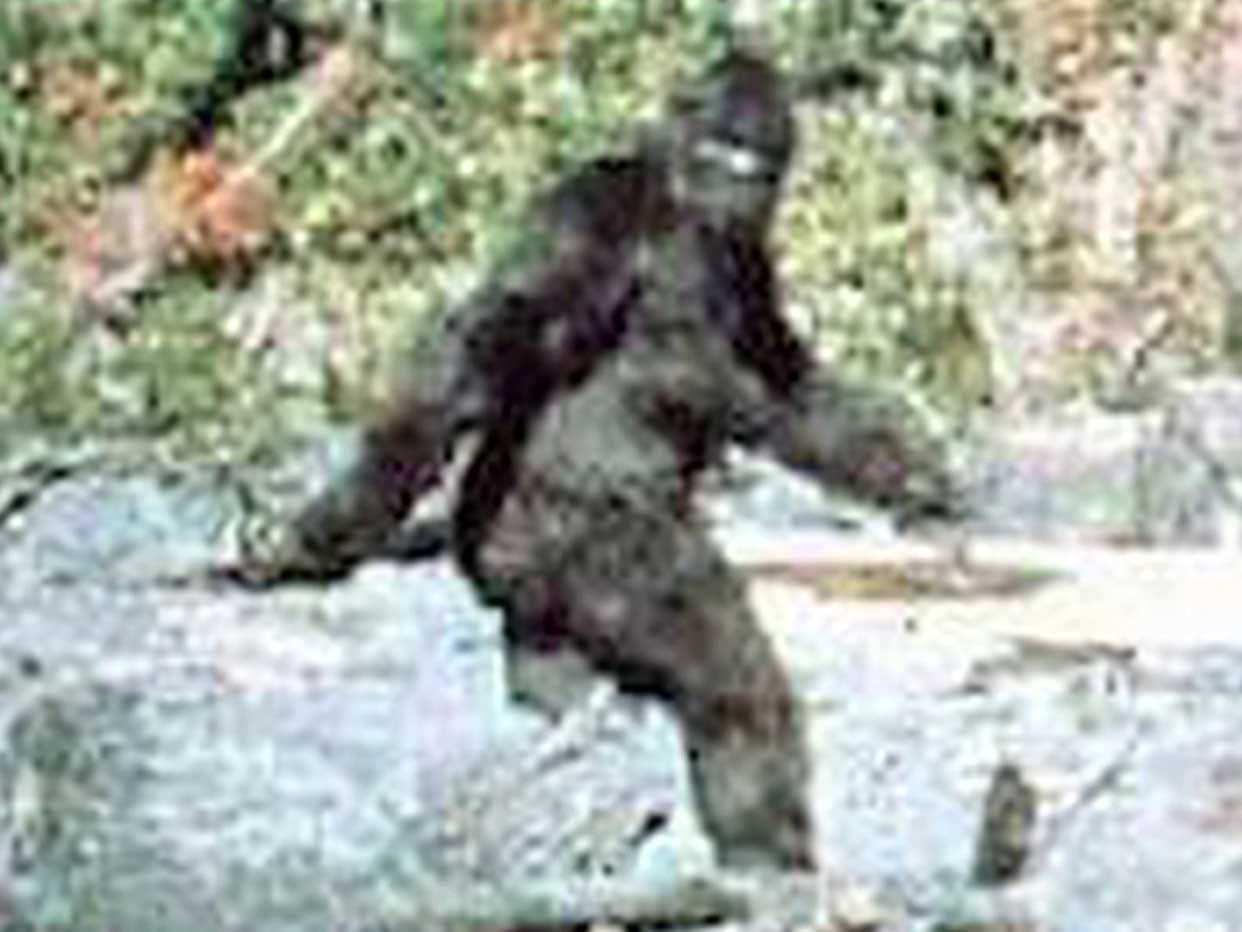 061016-wd-bigfoot.jpg